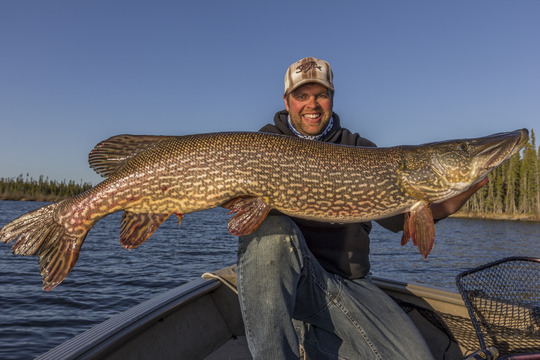 Grand brochet