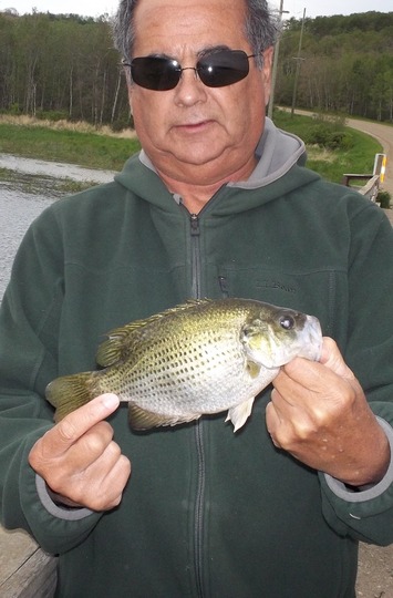 Crapet de roche