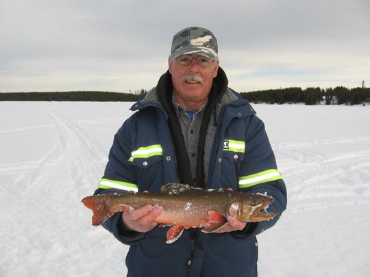 Omble chevalier
