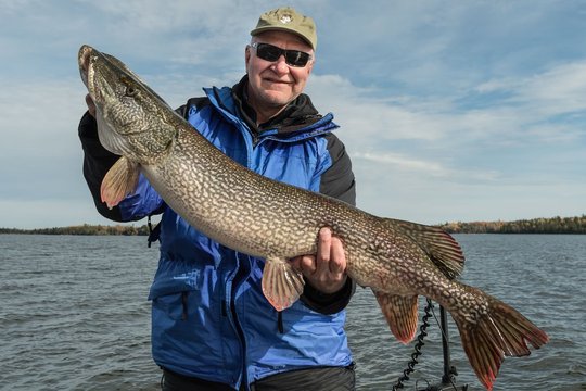 Grand brochet