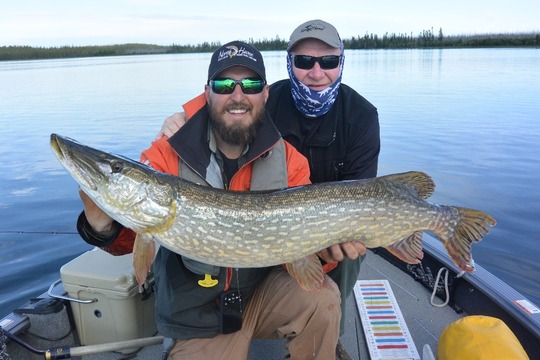 Grand brochet