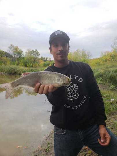 Goldeye