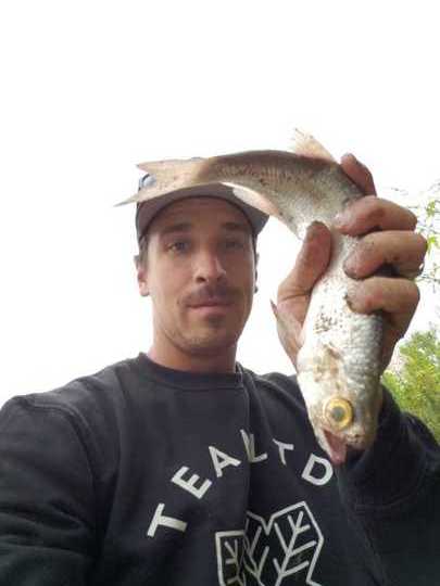 Goldeye
