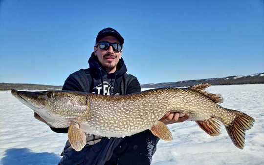 Grand brochet