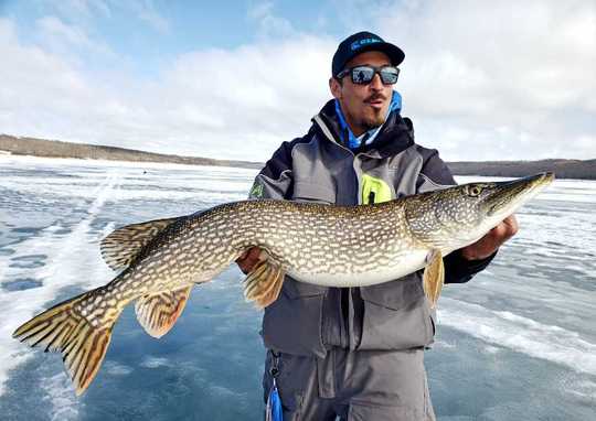 Grand brochet