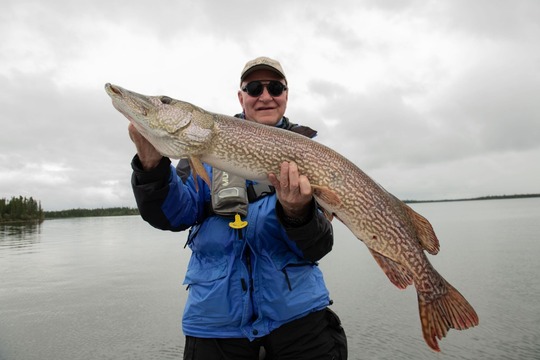 Grand brochet