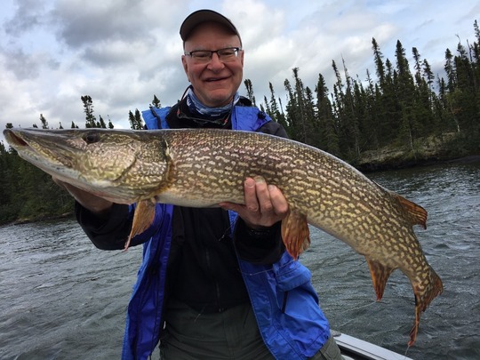 Grand brochet