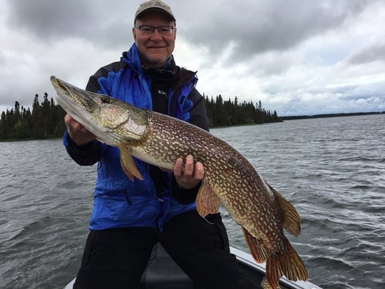 Grand brochet