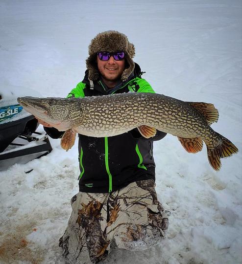 Grand brochet