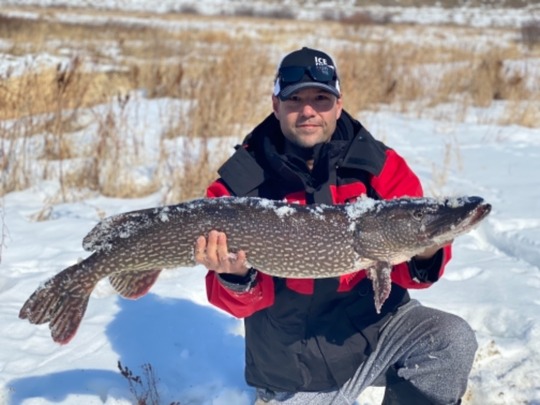 Grand brochet