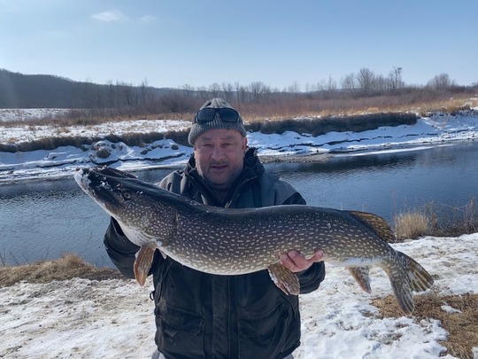 Grand brochet