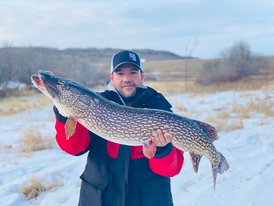 Grand brochet