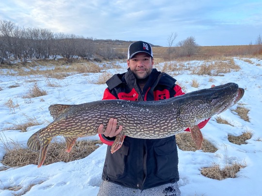Grand brochet