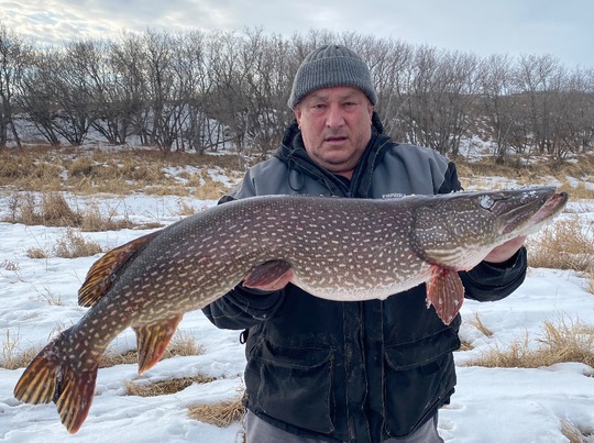 Grand brochet