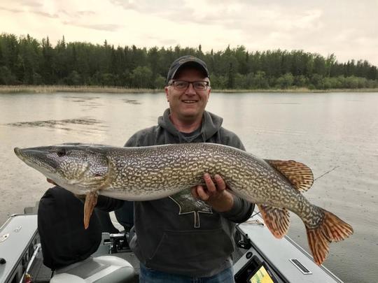 Grand brochet