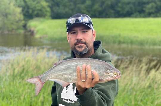 Goldeye