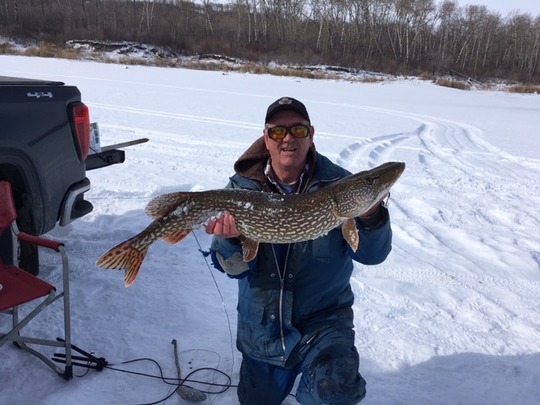 Grand brochet
