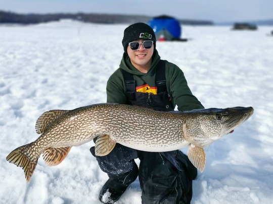 Grand brochet