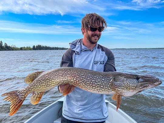 Grand brochet