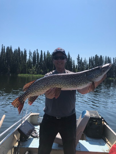 Grand brochet