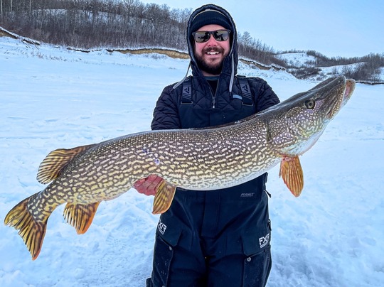 Grand brochet