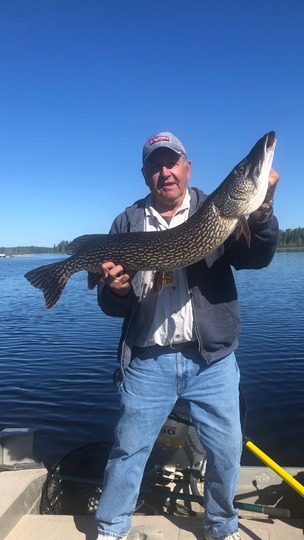 Grand brochet