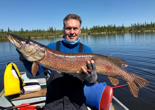 Grand brochet