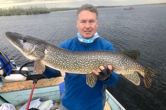Grand brochet
