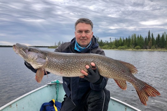 Grand brochet