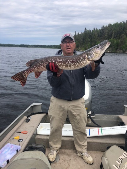 Grand brochet