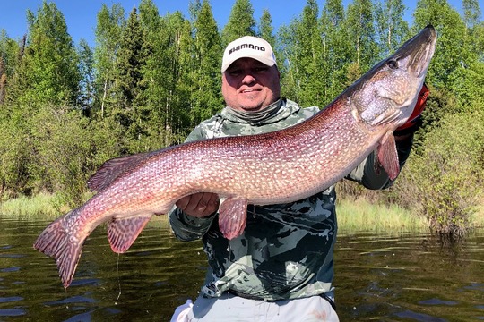 Grand brochet