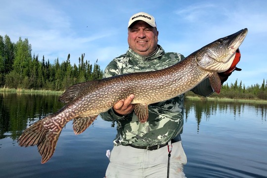 Grand brochet