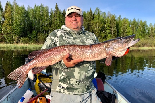 Grand brochet