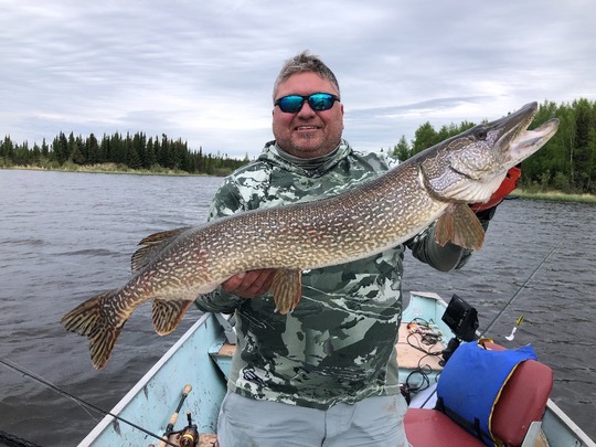 Grand brochet
