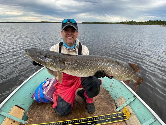 Grand brochet