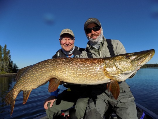 Grand brochet