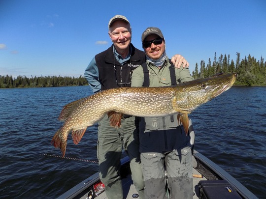 Grand brochet
