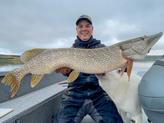 Grand brochet