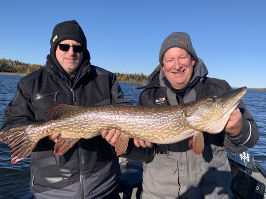 Grand brochet