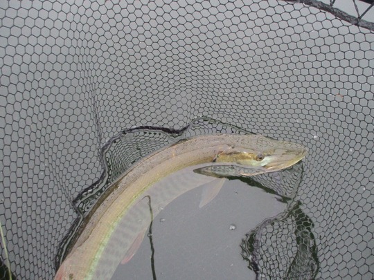 Maskinongé