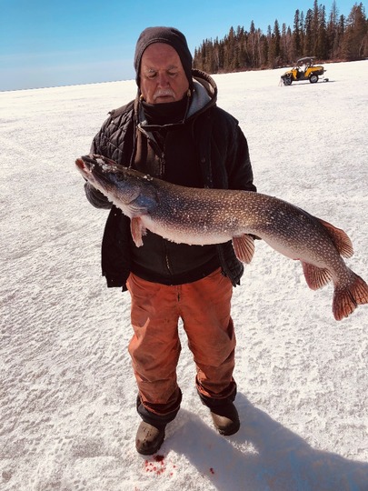 Grand brochet