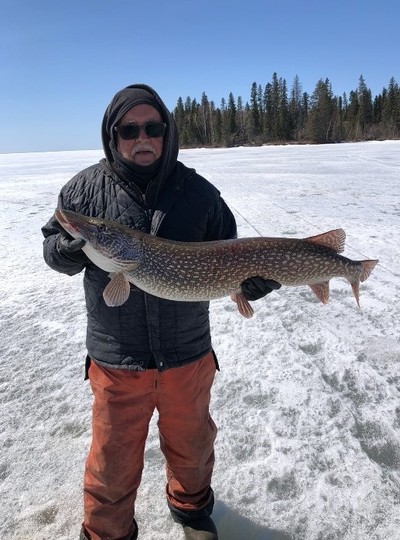 Grand brochet