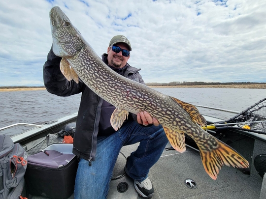 Grand brochet