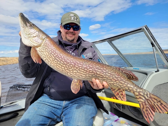 Grand brochet
