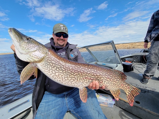 Grand brochet
