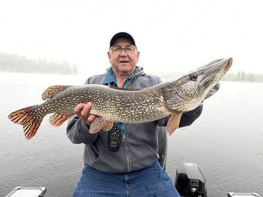 Grand brochet