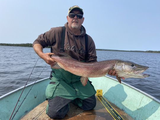 Grand brochet
