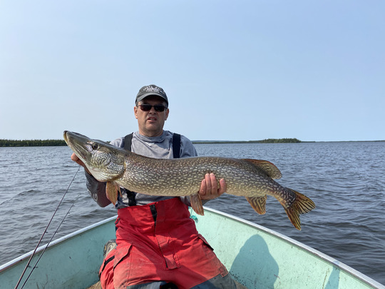 Grand brochet
