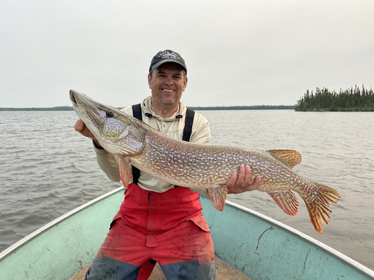 Grand brochet