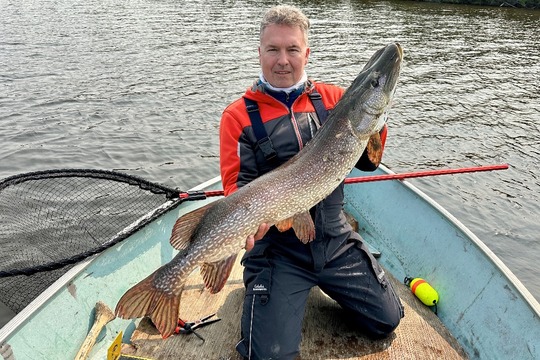Grand brochet